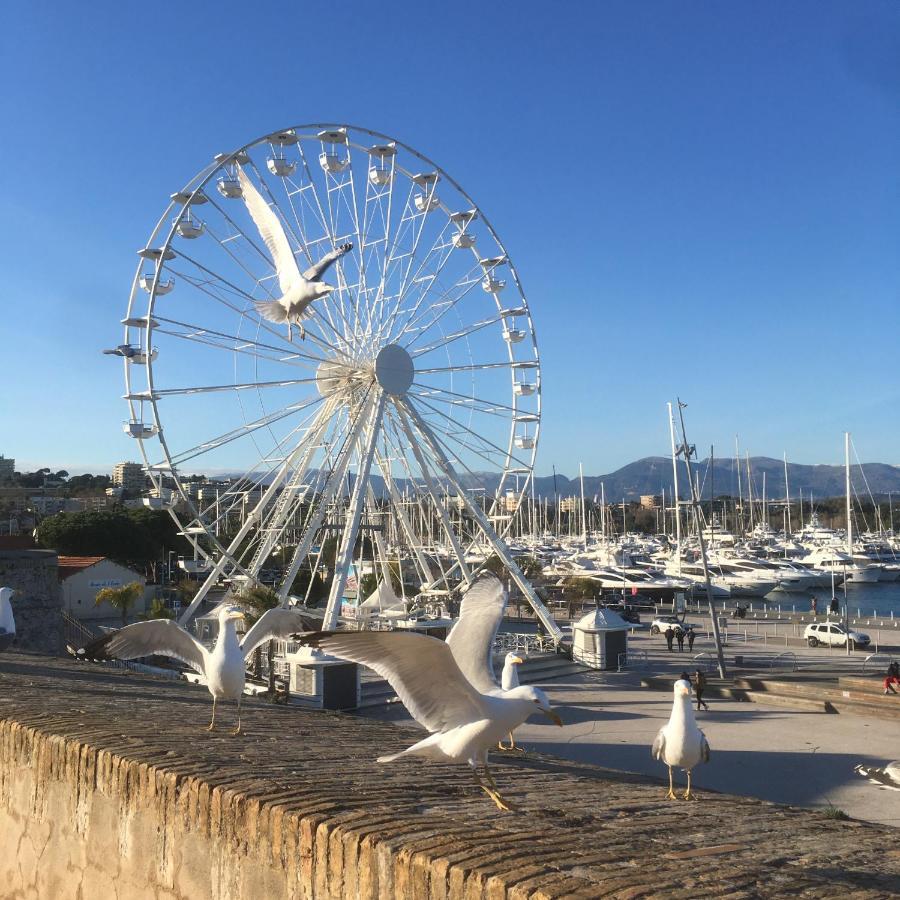 Tortue De Mer Antibes Luaran gambar
